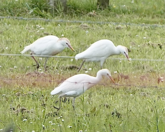 cattle egret